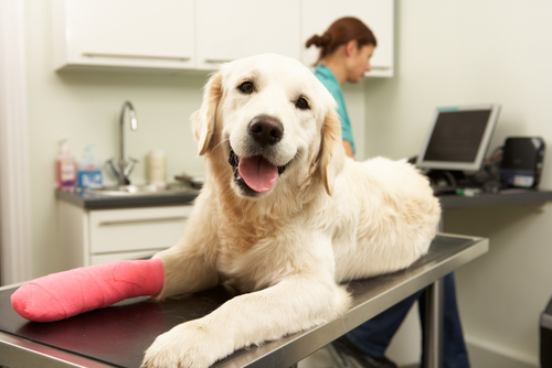 Teacher Discounts On Pet Insurance